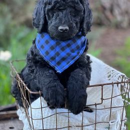 Bernedoodle, Goldendoodle, and Golden Mountain Dog Puppies from K+C Doodles