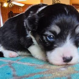Lariet - Black and white female American Corgi puppy in Checotah, Oklahoma from Skoal Creek Corgi's