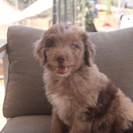 Aussiedoodle, Goldendoodle, and Labradoodle Puppies from Loving Doodle