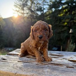 Axel - Parti male Goldendoodle puppy in Roseburg, Oregon from Dbos Furry Friends