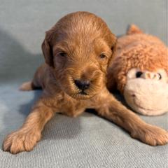 Leo - Red  male Goldendoodle puppy in Rochester, New York from Willowgreen Goldendoodles