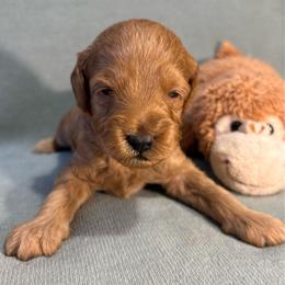 Leo - Red  male Goldendoodle puppy in Rochester, New York from Willowgreen Goldendoodles