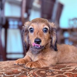 Betty Rubble - Chocolate and tan female Dachshund puppy in Commerce, Texas from Devoted Doxies Cream Dachshund