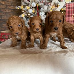 Boy 1 - Red  male Goldendoodle puppy in Rush, New York from Care Bear Puppies