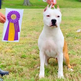 Soco - American Staffordshire Terrier