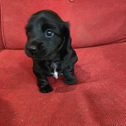 Girl 2 - Black female Dachshund puppy in Farmerville, Louisiana from Hancock House of Basset Hounds & Mini Dachshunds