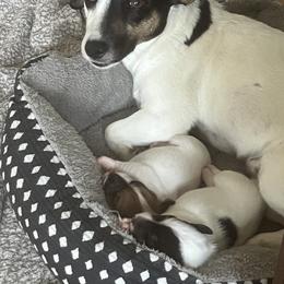 Border Collie and Jack Russell Terrier Puppies from CP FARMS BORDER COLLIES N JACKS CORP
