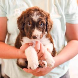 Thorn - Brown and white male Aussiedoodle puppy in Beaver, Utah from Rocky Ridge Ranch