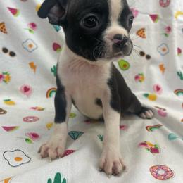 Remi - Brindle and white female Boston Terrier puppy in Fillmore, Illinois from Wind Hill Puppies