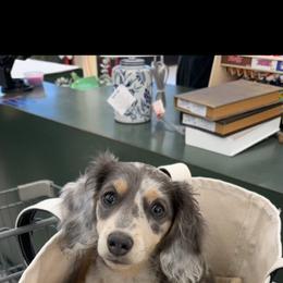 Dachshund Puppies from Boujee Dachshunds