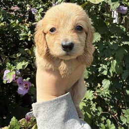 Boy 3 - Cream male Dachshund puppy in Huntingdon, Pennsylvania from Indian Creek Springers and Doxies
