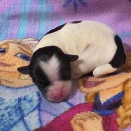 Girl 3 - Black and white female Shorkie puppy in White Pigeon, Michigan from Kathys Yorkie and Shih-tzu Cuties