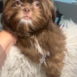 Royce - Liver male Shih Tzu puppy in Coolidge, Arizona from Shih Tzu’s  ‘N’ Love