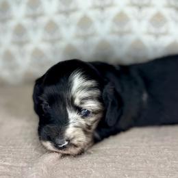 Black dapple female - Dapple female Dachshund puppy in Beaver, Pennsylvania from Meaden’s Mini Dachshunds