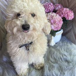 Mick - Poodle
