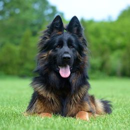 Insomnia - German Shepherd