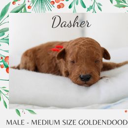 Dasher - Red  male Goldendoodle puppy in Wilson, North Carolina from Cedar Creek Doodles