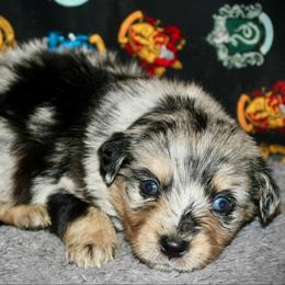 Alabama - Blue merle female Australian Shepherd puppy in El Dorado Springs, Missouri from HP Aussie Kennels