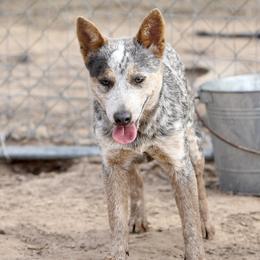 Pearl - Australian Cattle Dog