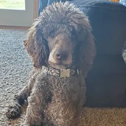 Poodles from Bigfoot Poodles