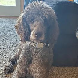 Poodles from Bigfoot Poodles