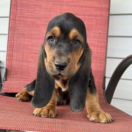 Basset Hound Puppies from Blessed Bassets