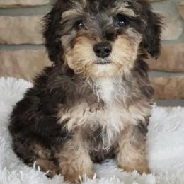 Mia - Poodle