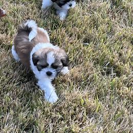 Shih Tzu Puppies from Brenda Wethington