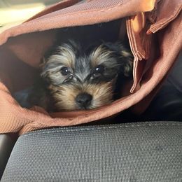 Assorted Doodle Crosses, Double Doodle, Maltipoo, Morkie, and Yorkipoo Puppies from Danza Bolo