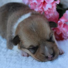 Davy - Sable male Pembroke Welsh Corgi puppy in North Manchester, Indiana from Covered Bridge Corgis
