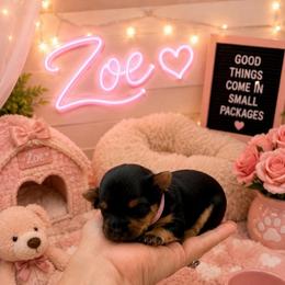 Zoe-pink (Toy) - Black and gold female Yorkshire Terrier puppy in Jamestown, North Carolina from North Carolina Maltese, Yorkies & Morkies(previously California Maltese, Yorkies & Morkies)