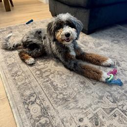 Quinn - Bernedoodle