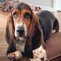 Ace - Basset Hound