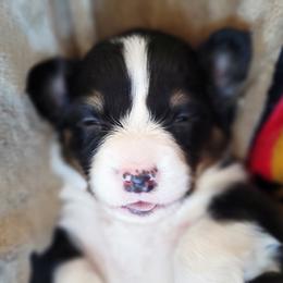 Pembroke Welsh Corgi Puppies from Top-Notch Paws