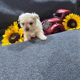 Knox - White and tan male Morkie puppy in Taylorsville, North Carolina from Mountain Top Hot Tailz