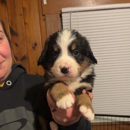 Blue - Black rust and white male Bernese Mountain Dog puppy in North Grove, Indiana from J&F Country Canines