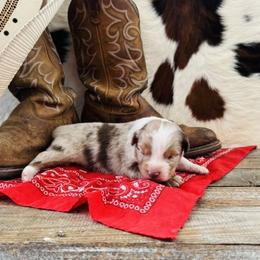 KLAYRE - Red merle female Australian Shepherd puppy in Durand, Wisconsin from Larson’s Legacy Aussome Aussie Kennels