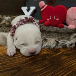Girl4 - White female Central Asian Shepherd Dog puppy in Michigan from Guardian Dog