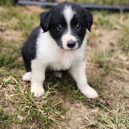 Boy 3 - Black tri-color Australian Shepherd puppy in West Virginia from Heartfelt Hollow Farm