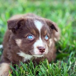 Jenny - Red tri-color female Miniature American Shepherd puppy in Smithville, Arkansas from Cooper Creek Aussies