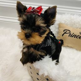 Yorkshire Terrier Puppies from Green Mountain Designer Yorkies