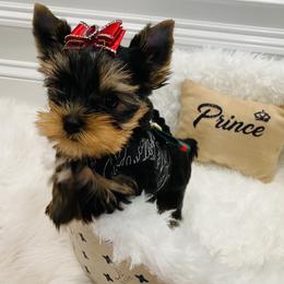 Yorkshire Terrier Puppies from Green Mountain Designer Yorkies