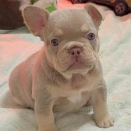 Mounds - Tricolors female French Bulldog puppy in Boyne City, Michigan from Gichigami French Bulldogs