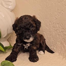 Goldendoodle and Poodle Puppies from Doodles & Poodles by Tiki