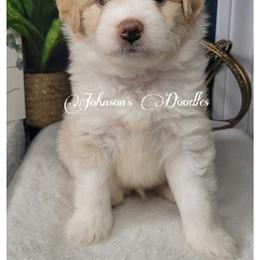 Aussiedoodle, Bernedoodle, and Goldendoodle Puppies from Johnson's Doodles