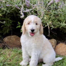Goldendoodle Puppies from Shades of Grace Doodles in Texas