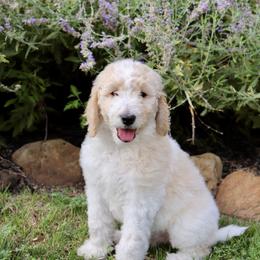 Goldendoodle Puppies from Shades of Grace Doodles in Texas
