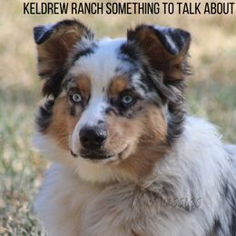 Rumor - Australian Shepherd