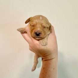 Tobias - Apricot male Cavapoo puppy in Eatonton, Georgia from TNT Puppies