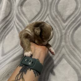 Miniature Australian Shepherd and Toy Australian Shepherd Puppies from Cherry Grove Kennel